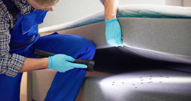 Wasp Removal Services in Lakemoor, IL