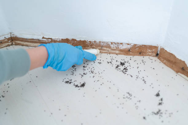 Best Affordable Pest Control Services  in Lakemoor, IL